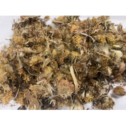 Podbiał Kwiat 100 G